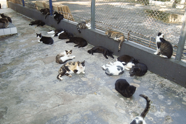 Gatos a espera de adoção na UIPA